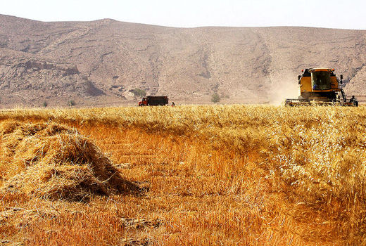 تعیین قیمت گندم در پاکستان ۴۰ درصد بیشتر از نرخ جهانی