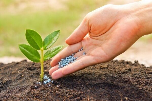 بررسی مشکلات جذب وتوزیع کود شیمیایی شرکت‌های تعاونی پاکدشت