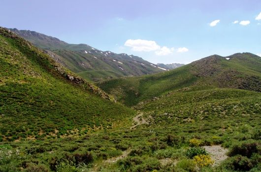  ۱۰۰ میلیارد تومان برای احیای مراتع و جنگل ها