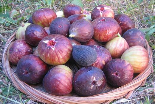 عرضه بیش از 5 هزار تن انجیر تولیدی جهرم به شهرستان‌ها