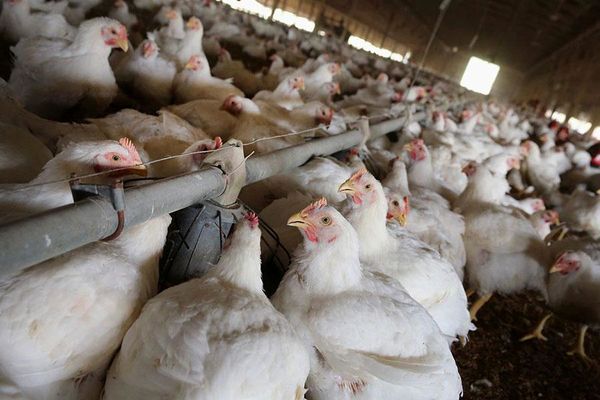 تأکید بر تغذیه، واکسیناسیون و مدیریت اصولی در پرورش طیور