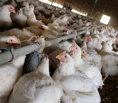 تأکید بر تغذیه، واکسیناسیون و مدیریت اصولی در پرورش طیور