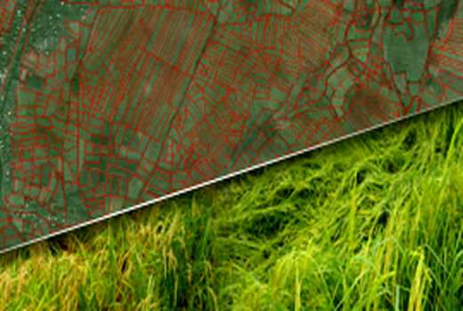 آغاز برآورد سطح زیرکشت جو، گندم و برنج با استفاده از فناوری فضایی