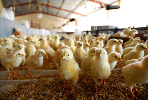 افزایش ۱۳ درصدی جوجه‌ریزی قزوین در سال گذشته