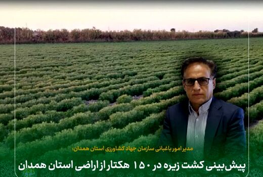 پیش‌بینی کشت زیره در ۱۵۰ هکتار از اراضی استان همدان