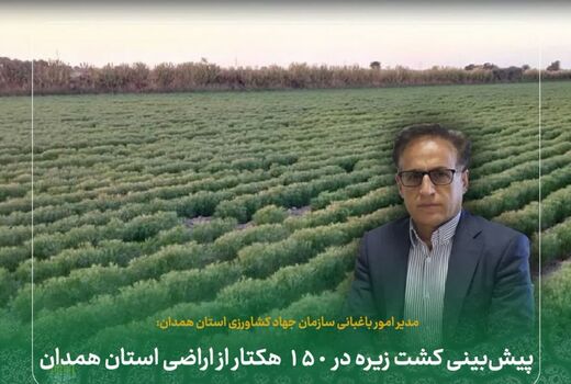 پیش‌بینی کشت زیره در ۱۵۰ هکتار از اراضی استان همدان