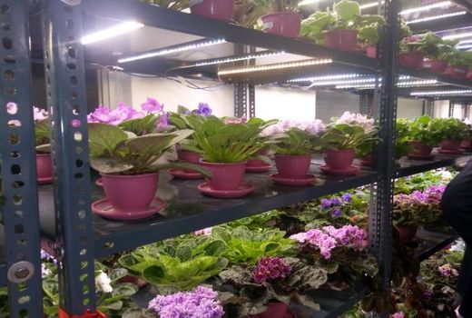 بزرگترین گلخانه بنفشه آفریقایی در آمل افتتاح شد