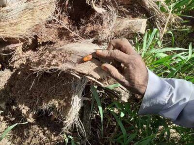 ردیابی سوسک سرخرطومی حنایی خرما در 27 هزار هکتار از نخیلات استان بوشهر