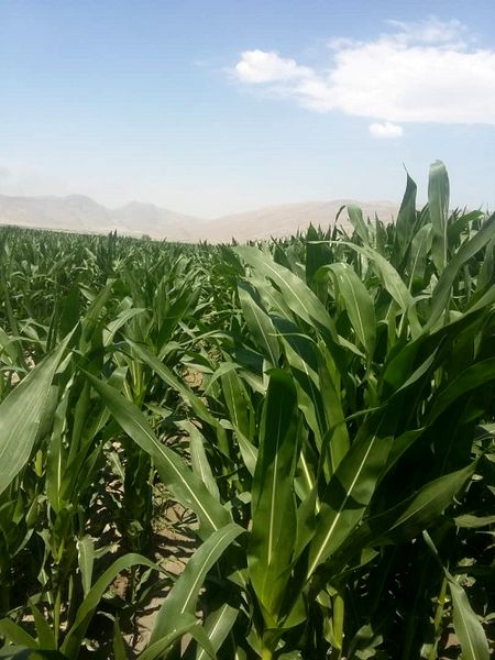 آغاز برداشت ذرت علوفه ای در کوار