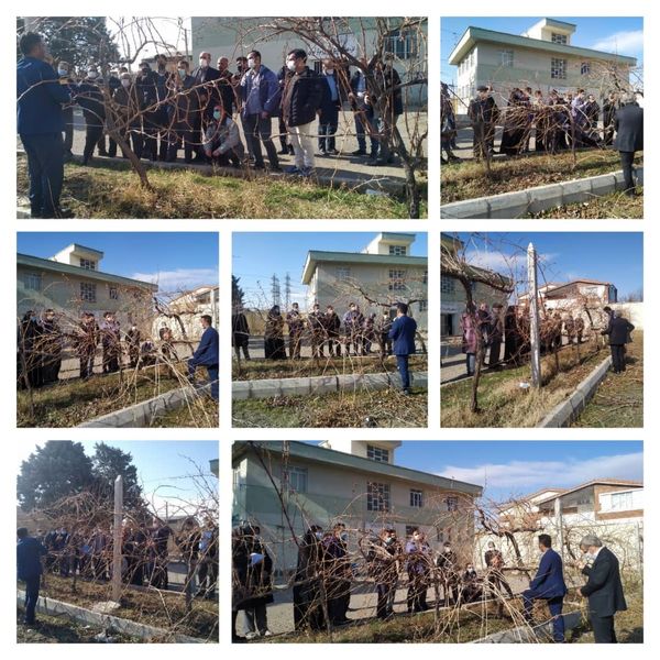 برگزاری روز مزرعه هرس باغات انگور در تاکستان