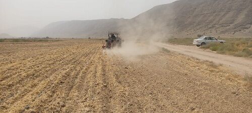 آغاز کشت ذرت علوفه ای در خنج 