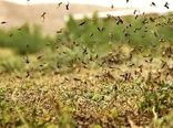 آغاز عملیات  مبارزه شیمیایی  با پوره ملخ  در مناطقی از شهرستان رازو جرگلان 