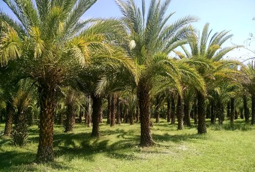 پرداخت تمام اعتبارات طرح توسعه و جایگزینی نخیلات به نخلداران آبادانی 