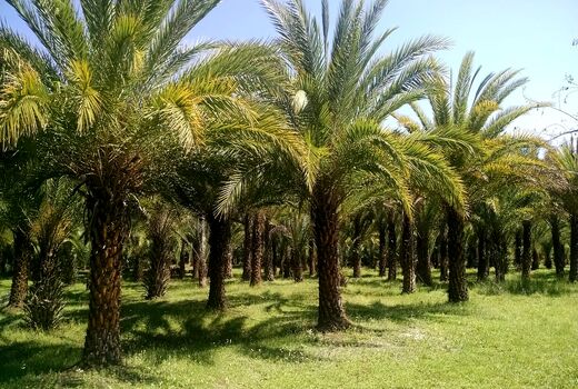 پرداخت تمام اعتبارات طرح توسعه و جایگزینی نخیلات به نخلداران آبادانی 