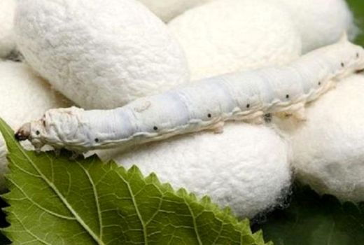 سیاست های حمایتی دولت برای توسعه صنعت نوغانداری کشور