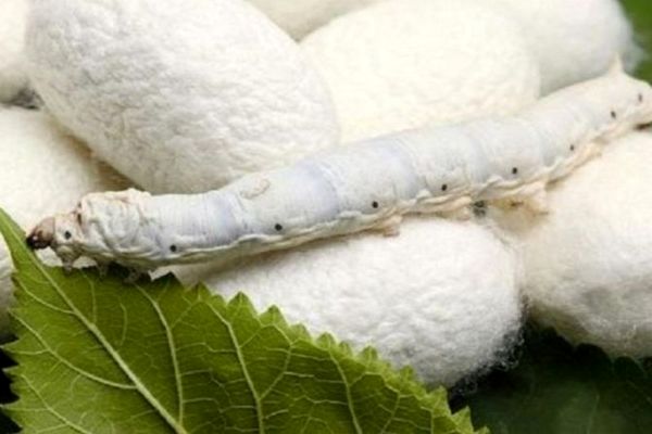 سیاست های حمایتی دولت برای توسعه صنعت نوغانداری کشور