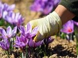 تنها 20 درصد از زعفران تولیدی یزد بسته بندی و فرآوری می‌شود