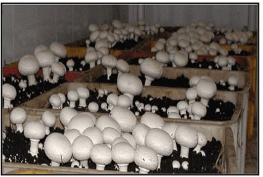 تولید ۴۵۰ تن قارچ در خراسان جنوبی