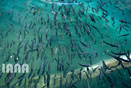 کشاورزی استان زنجان