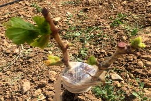 طرح سرشاخه کاری درختان انگور با ارقام جدید در تاکستان اجرا شد