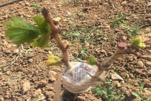 طرح سرشاخه کاری درختان انگور با ارقام جدید در تاکستان اجرا شد