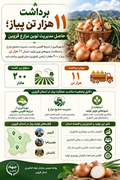 برداشت ۱۱ هزارتن پیاز؛ حاصل مدیریت نوین مزارع قزوین