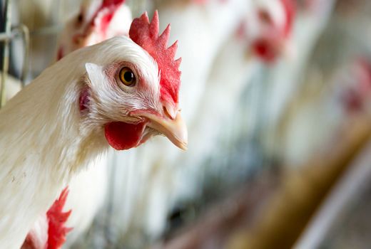 رشد تولید گوشت طیور در شهریور ۱۴۰۴؛ مرغ و بوقلمون رکورد زدند