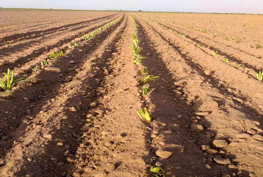 ایجاد ۲۵۰۰هکتار خزانه نشاء چغندرقند در استان کرمانشاه