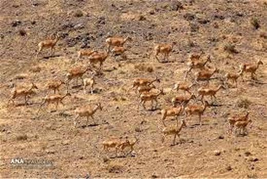 افزایش آمار حیات وحش تهران نسبت به سال گذشته