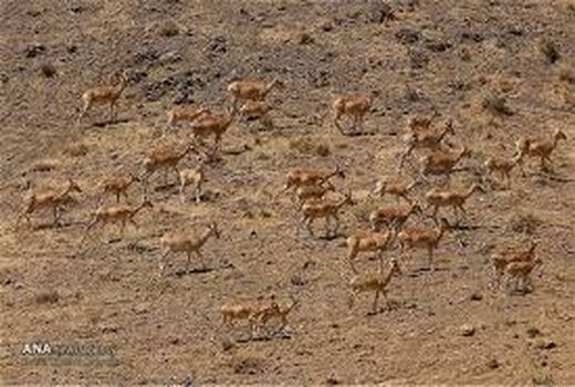 افزایش آمار حیات وحش تهران نسبت به سال گذشته