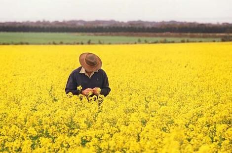 خوزستان تنها تولیدکننده بذر کلزای هیبرید بهاره کشور