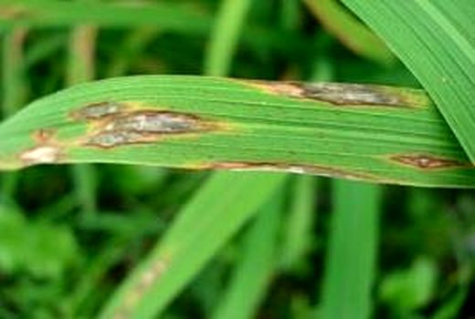 مبارزه با بیماری ها در 6500 هکتار شالیزار ساری