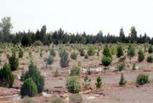 بیابان‌زدایی گسترده در استان بوشهر