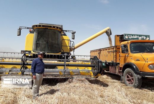 هزینه حمل گندم از مزرعه تا مرکز خرید در بیجار تعیین شد