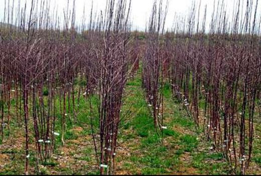 جابجایی نزدیک به ۳۵میلیون اصله نهال میوه مجاز در فصل کاشت