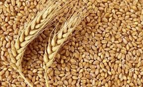 وضعیت کشت گندم در خراسان رضوی