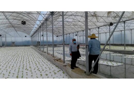 احداث گلخانه هیدروپونیک 1500 متری در نکا/ تولید کاهو فرانسوی