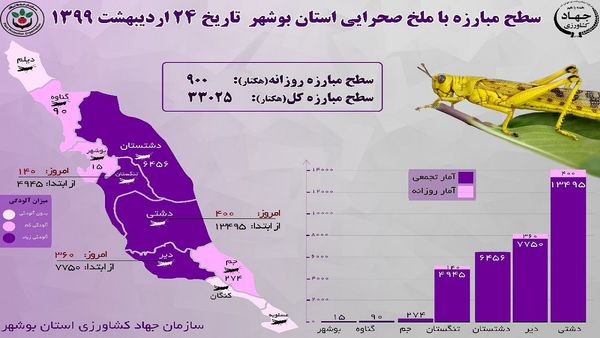 مبارزه با ملخ در استان بوشهر از ۳۳ هزار هکتار بیشتر شد