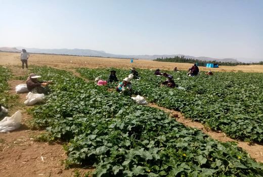 پیش بینی تولید 1500 تن کدو در سپیدان