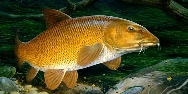 پژوهشکده آبزی‌پروری در مسیر نوآوری ست/ از احیای زرده‌پر تا تولید بستنی ماهی