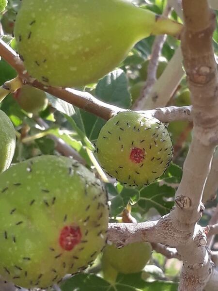 شروع گرده‌افشانی انجیر دیم در شهرستان نی‌ریز 