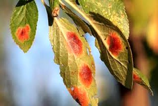 مبارزه با بیماری لکه آجری درختان بادام