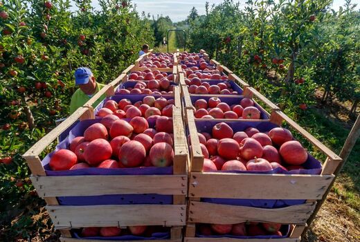 برداشت سیب از باغات آذربایجان غربی