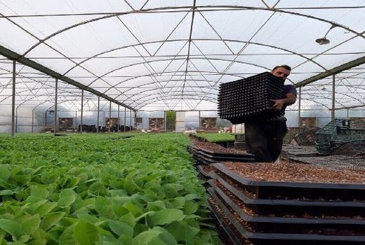 ۱۲۰۰ میلیارد تومان تسهیلات برای طرح‌های کشت گلخانه‌ای در اصفهان