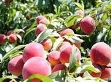 پیش بینی برداشت چهار هزار و ۶۰۰ تن هلو از باغات خراسان شمالی 