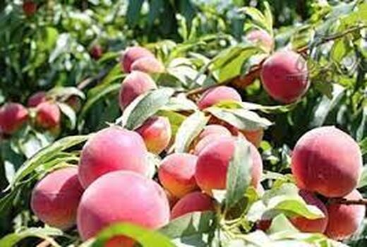 پیش بینی برداشت چهار هزار و ۶۰۰ تن هلو از باغات خراسان شمالی 