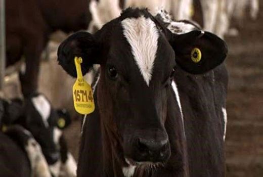 هویت گذاری 138 هزار راس دام در چهارمحال و بختیاری