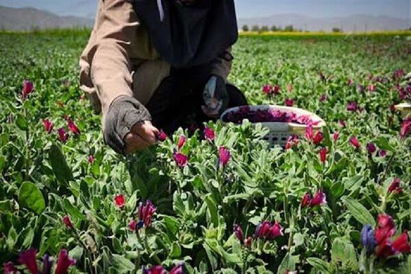 کشت بیش از 105 هکتار انواع گیاهان دارویی