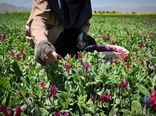 کشت بیش از 105 هکتار انواع گیاهان دارویی