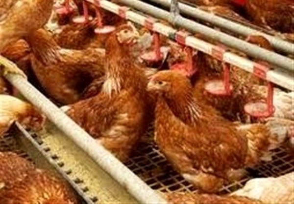 حق بیمه مرغداران آرین ۵۰ درصد تحفیف خورد+ سند 